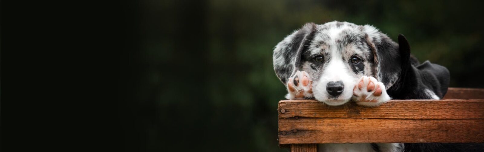 About Petland