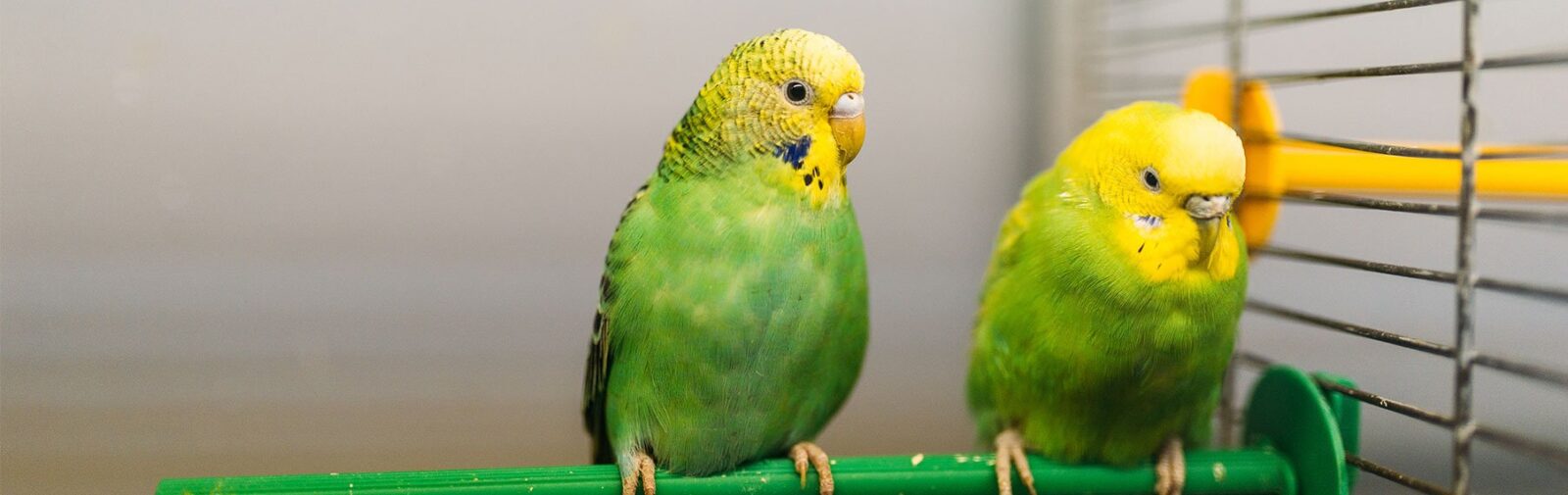 Bird Supplies & Accessories