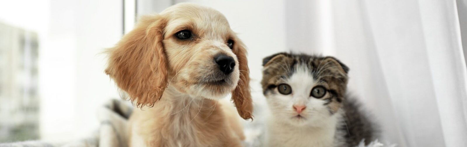 ClubPet Rewards Program