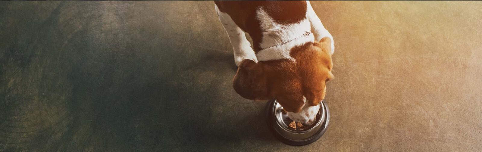 Dog Supplies & Accessories