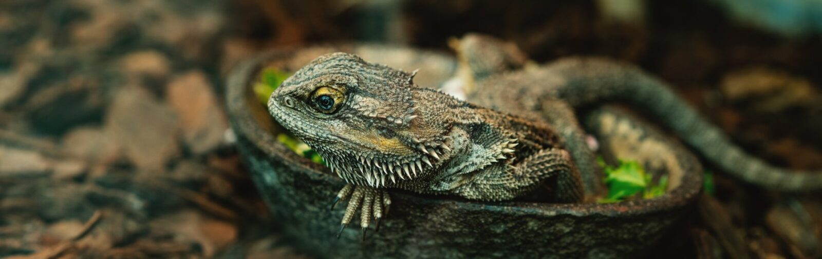 Reptile Supplies & Accessories