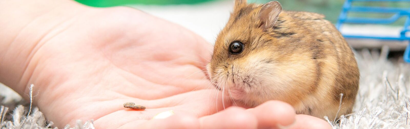 Small Animal Supplies & Accessories