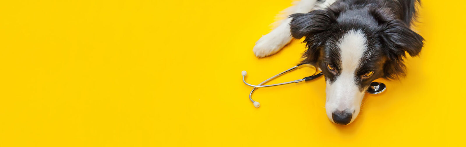 Veterinarian Care