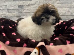 [#62] Brown & White Female Shih Tzu Puppies For Sale