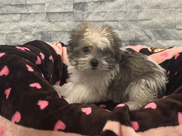 Havanese-Dog-Female-Sable & White-59-Petland Scottsdale, Arizona