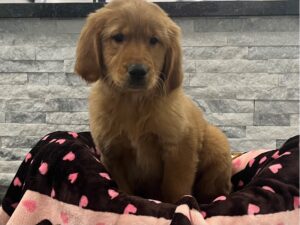 [#58] Golden Female Golden Retriever Puppies For Sale