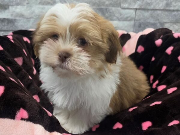 [#49] Liver & White Female Havatzu Puppies For Sale
