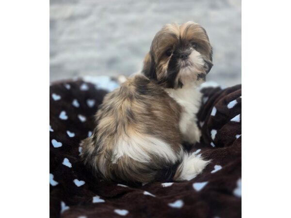 Shih Tzu-Dog-Male-Chocolate & White-46-Petland Scottsdale, Arizona