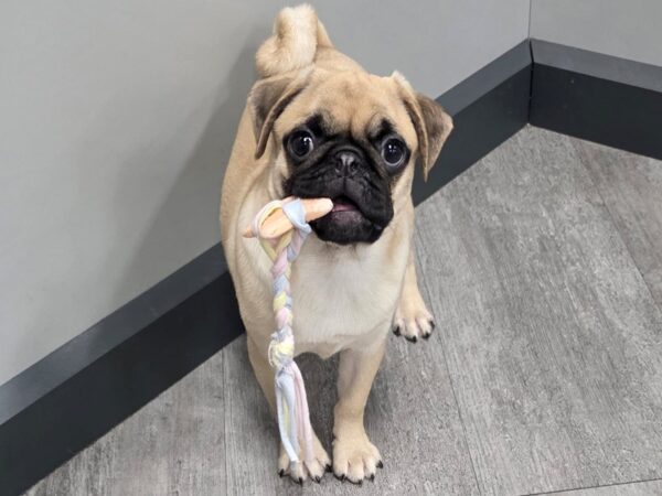[#30] Fawn Female Pug Puppies For Sale