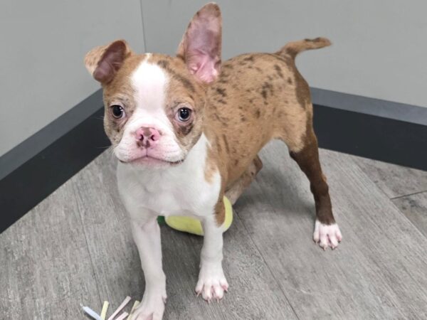 [#19] Red Merle Male Boston Terrier Puppies For Sale