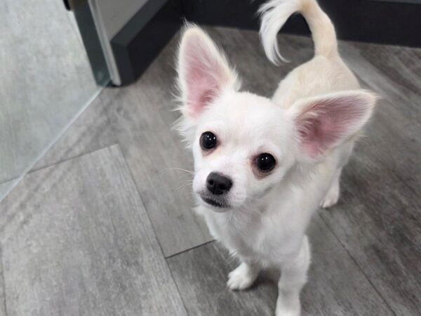[#3] White Male Chihuahua Puppies For Sale