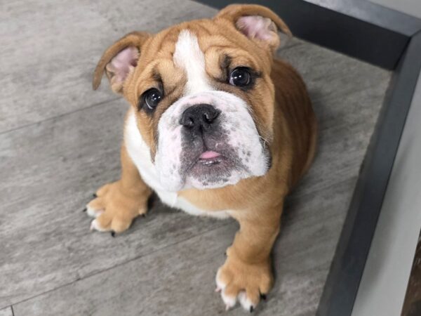 English Bulldog Dog Male Red & White 55 Petland Scottsdale, Arizona