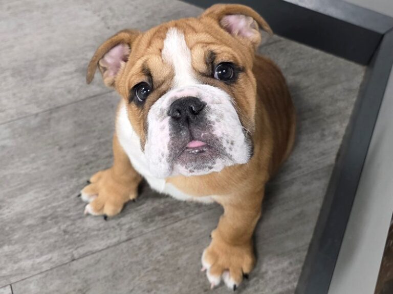 English Bulldog Dog Male Red & White 55