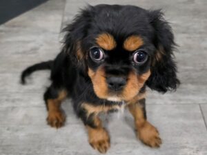 [#51] Tri Female Cavalier King Charles Spaniel Puppies For Sale