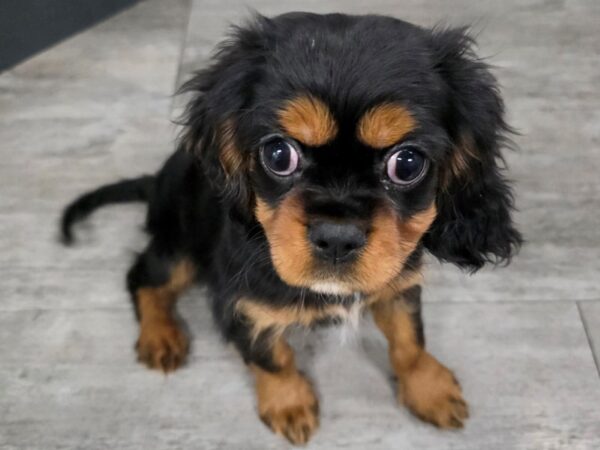 [#51] Tri Female Cavalier King Charles Spaniel Puppies For Sale
