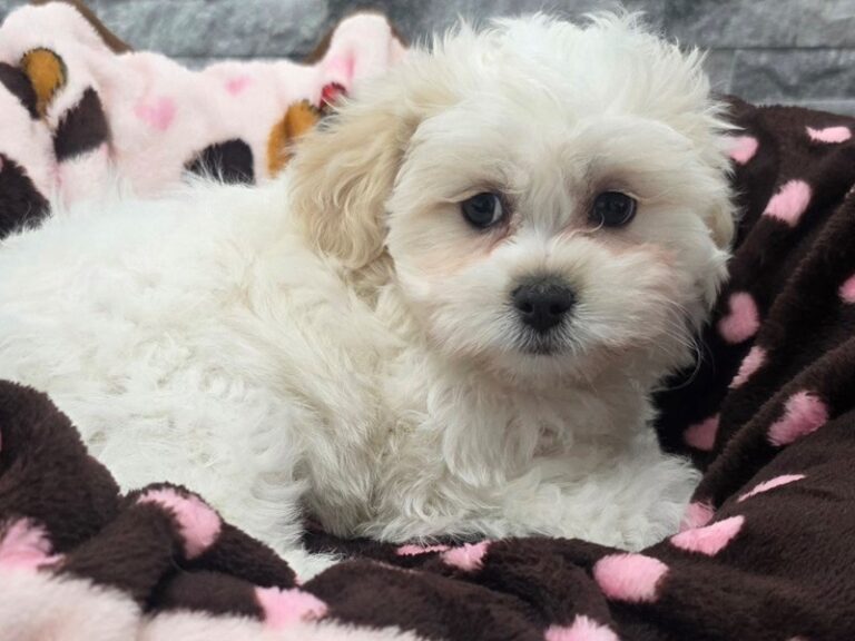Teddy Bear Dog Female White & Cream 78