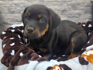 [#77] Black & Tan Male Rottweiler Puppies For Sale