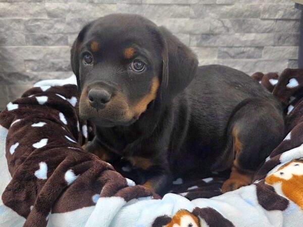 [#77] Black & Tan Male Rottweiler Puppies For Sale