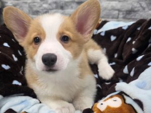 [#76] Red & White Male Pembroke Welsh Corgi Puppies For Sale