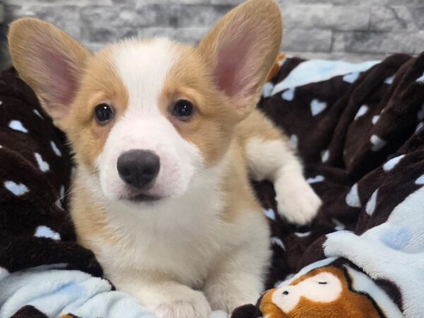 [#76] Red & White Male Pembroke Welsh Corgi Puppies For Sale