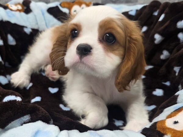 [#71] Blenheim Male Cavalier King Charles Spaniel Puppies For Sale
