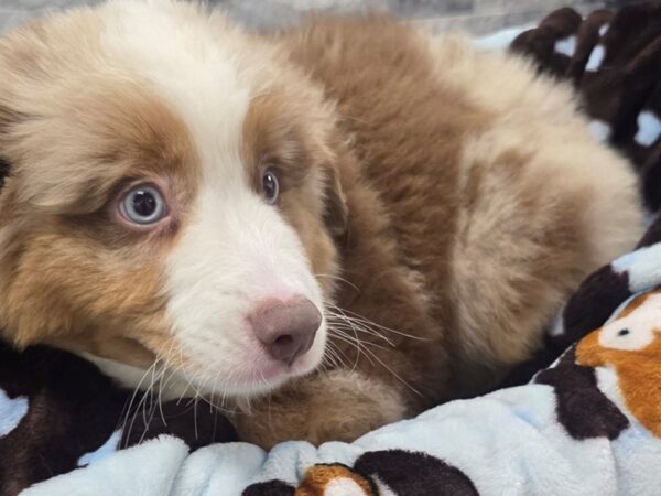 [#72] Red Merle Male Miniature American Shepherd Puppies For Sale
