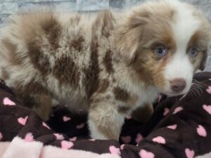 [#74] Red Merle Female Miniature American Shepherd Puppies For Sale
