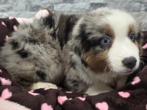 [#73] Blue Merle Female Minature American Shepherd Puppies For Sale