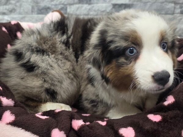 [#73] Blue Merle Female Minature American Shepherd Puppies For Sale
