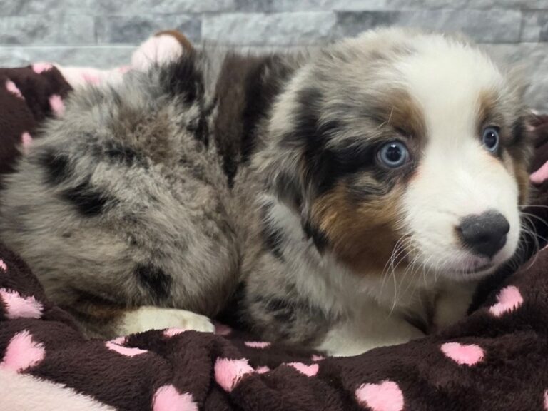 Minature American Shepherd Dog Female Blue Merle 73