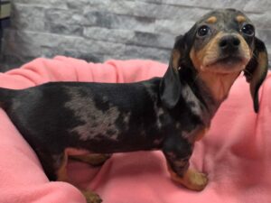 [#65] Blue Dapple Female Dachshund Puppies For Sale