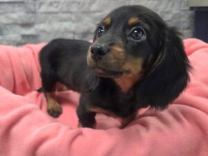 [#66] Black & Tan Female Dachshund Puppies For Sale