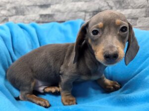 [#69] Blue & Tan Male Dachshund Puppies For Sale