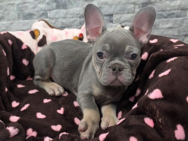 [#67] Blue w/ Tan Female French Bulldog Puppies For Sale