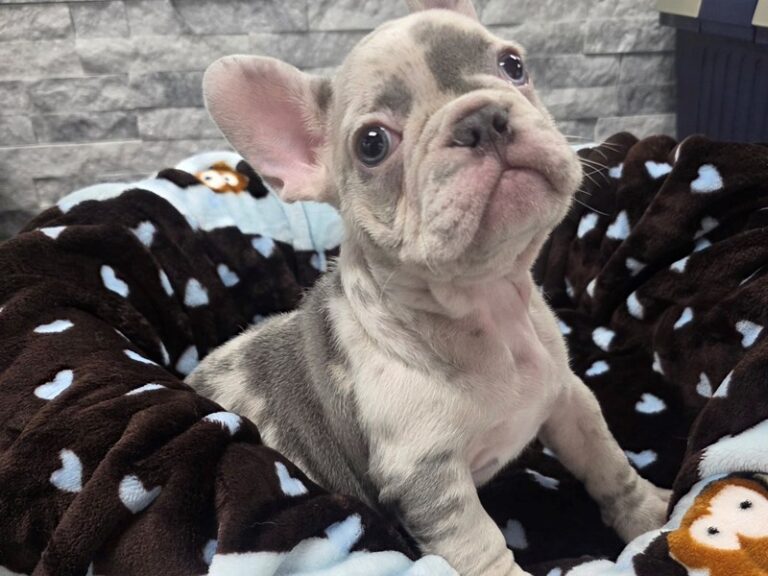 French Bulldog Dog Male Lilac Merle 68