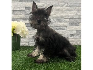 [#83] Black Male Miniature Schnauzer Puppies For Sale
