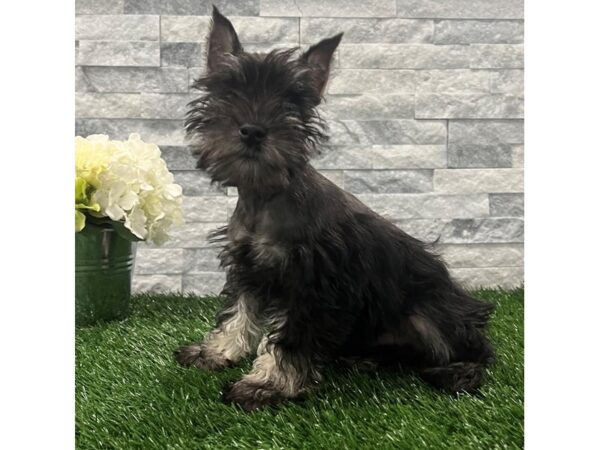 [#83] Black Male Miniature Schnauzer Puppies For Sale