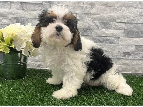 [#82] Tri Female Cavachon Puppies For Sale