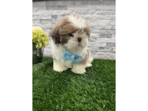 [#79] Blue and White Male Shih Tzu Puppies For Sale