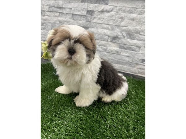 [#80] Blue and White Male Shih Tzu Puppies For Sale