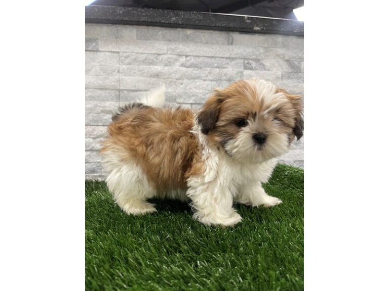Shih Tzu Dog Female Gold and White 81