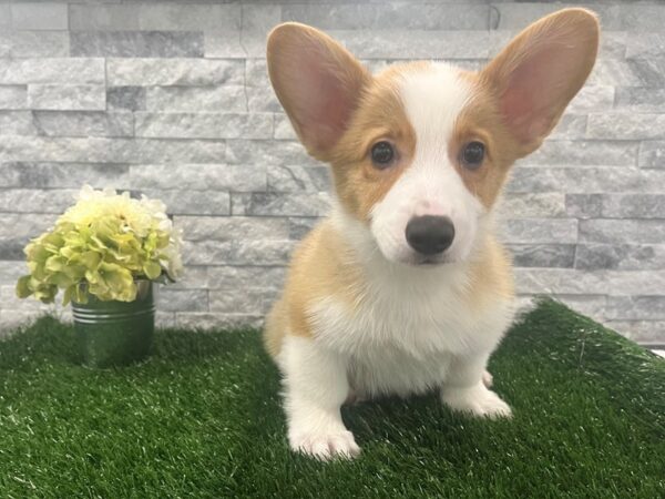 Pembroke Welsh Corgi Dog Male Red & White 76 Petland Scottsdale, Arizona