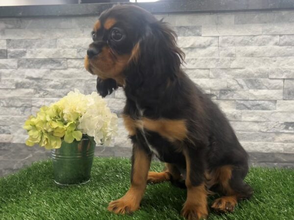 [#51] Tri Female Cavalier King Charles Spaniel Puppies For Sale