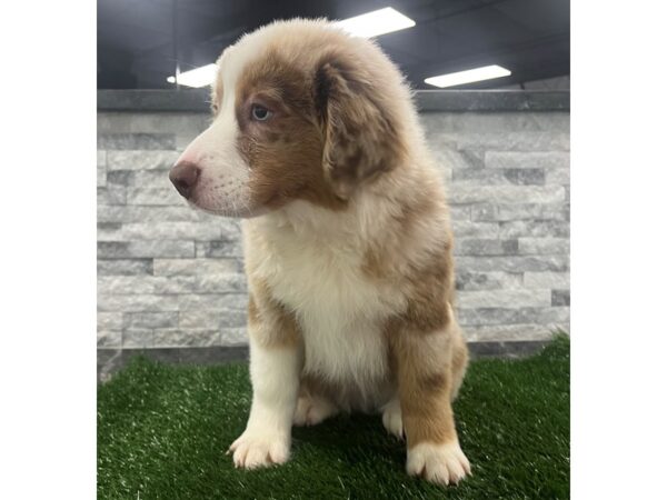 Miniature American Shepherd-Dog-Male-Red Merle-72-Petland Scottsdale, Arizona