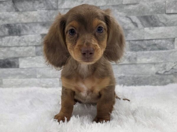 [#90] Red Dapple w/Tan Female Dachshund Puppies For Sale