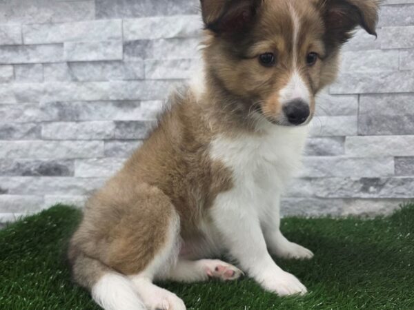 Shetland Sheepdog Dog Female Sable & White 94 Petland Scottsdale, Arizona