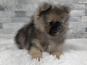 [#100] Dark Sable Male Pomeranian Puppies For Sale