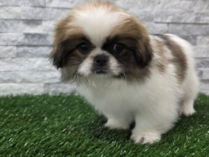 [#99] Sable & White Female Pekingese Puppies For Sale