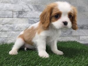 [#95] Blenheim Male Cavalier King Charles Spaniel Puppies For Sale