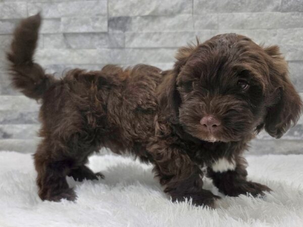 Havanese Dog Male Chocolate 96 Petland Scottsdale, Arizona